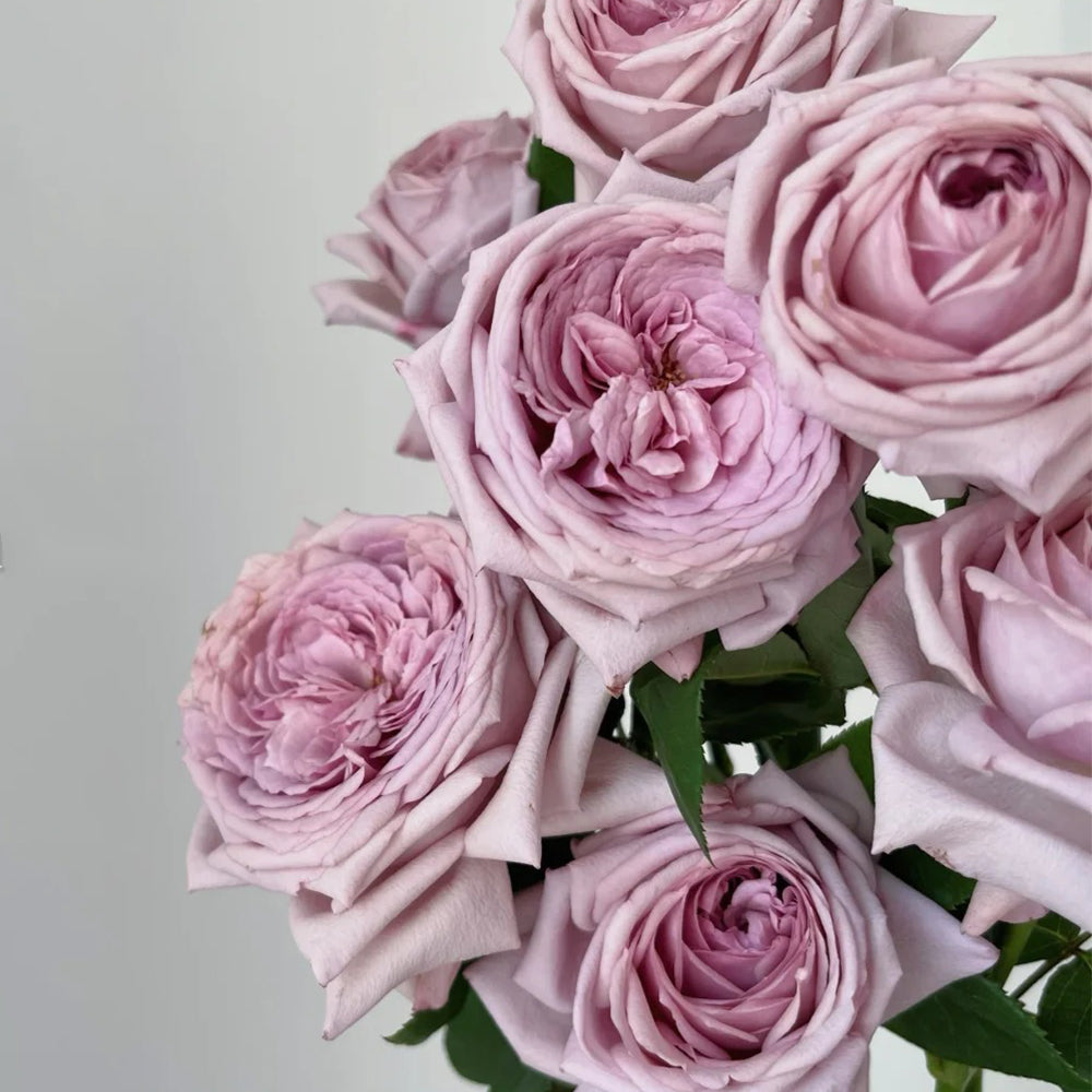 French Florist Shrub Rose Inspired by The Pride