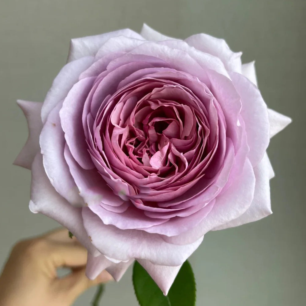 French Florist Shrub Rose Inspired by The Pride