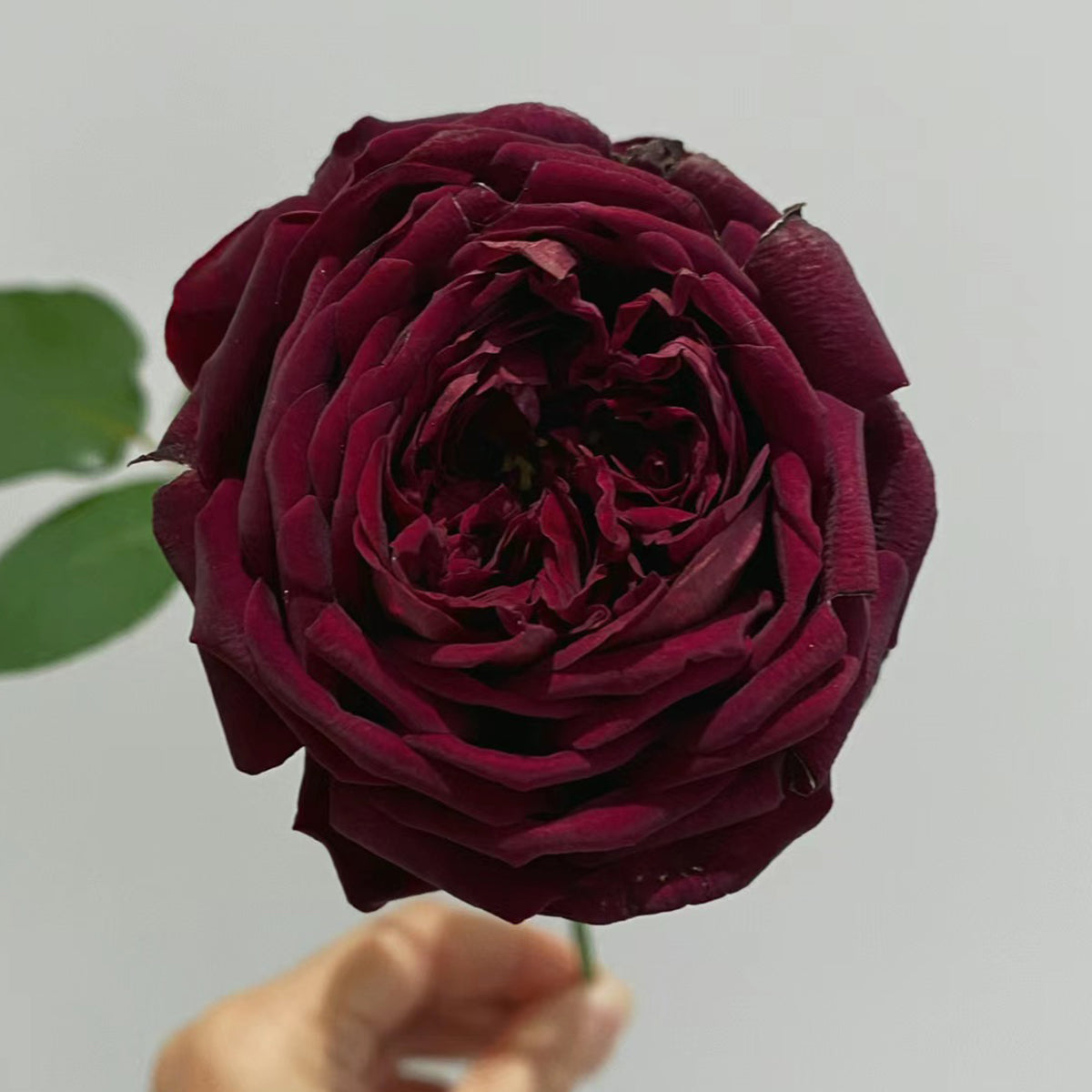 AUSvelvet English Garden Shrub Rose