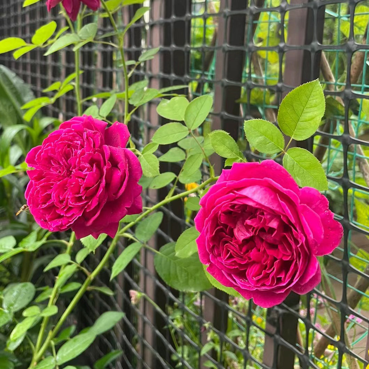 AUSvelvet English Garden Shrub Rose