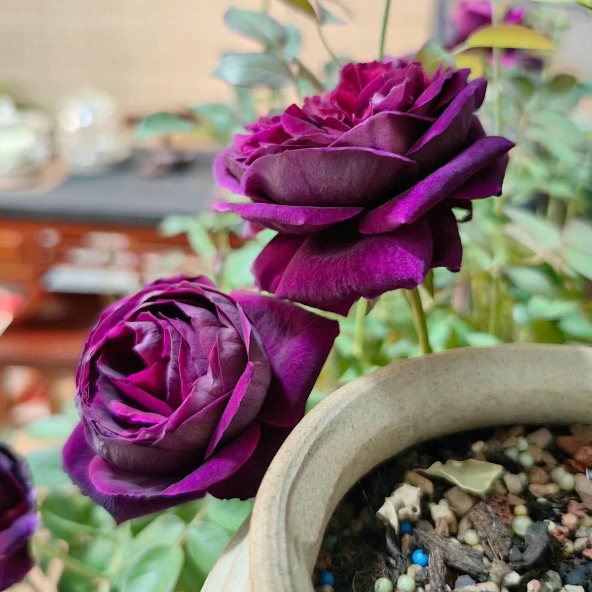 AUSvelvet English Garden Shrub Rose