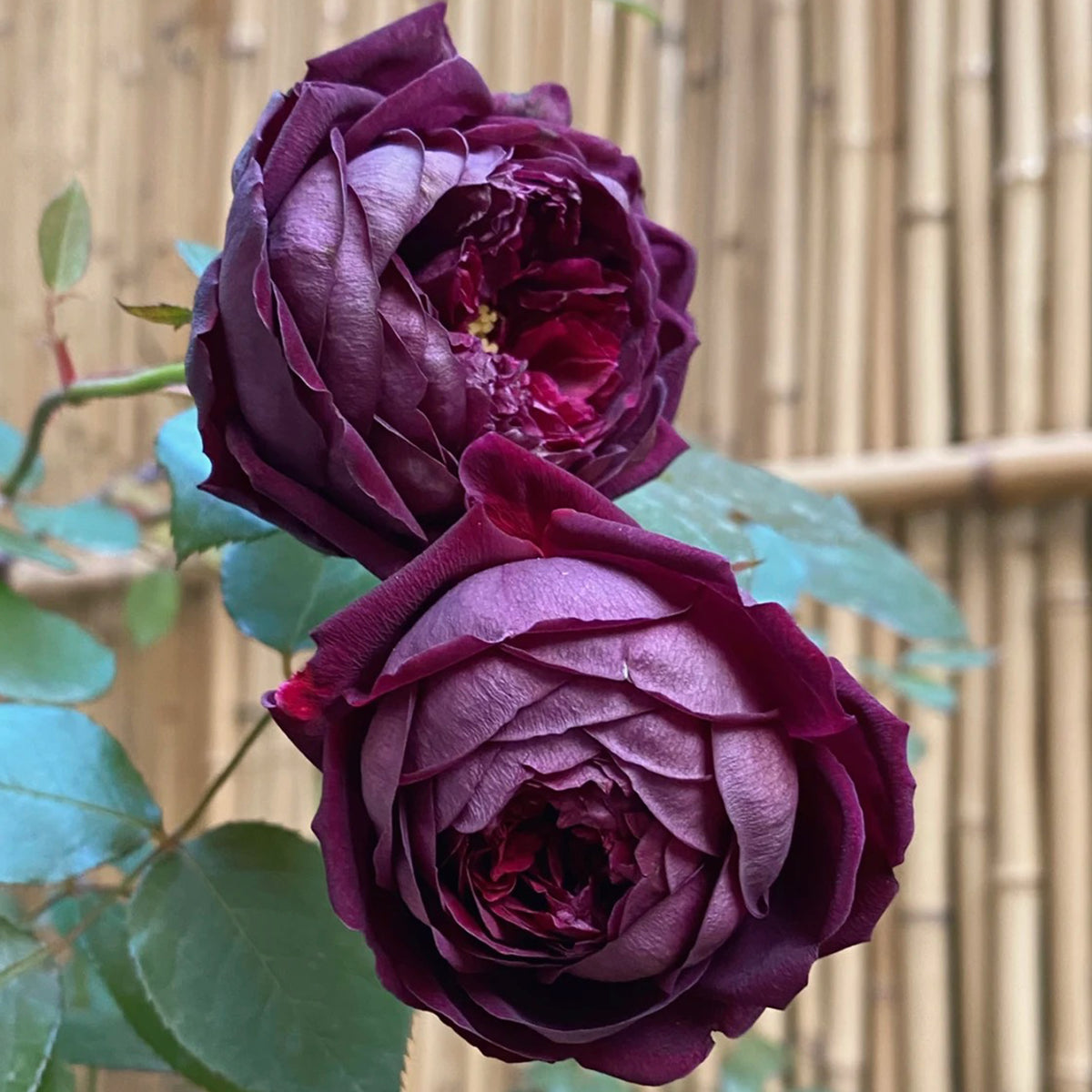 AUSvelvet English Garden Shrub Rose