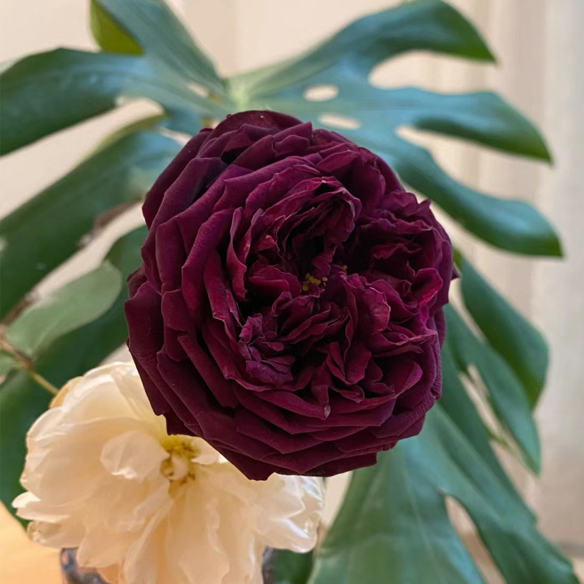 AUSvelvet English Garden Shrub Rose