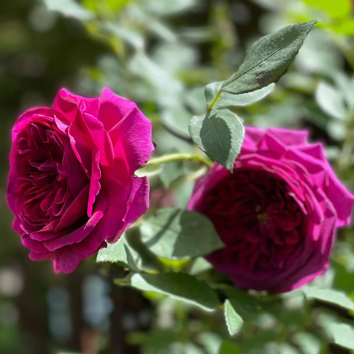AUSvelvet English Garden Shrub Rose