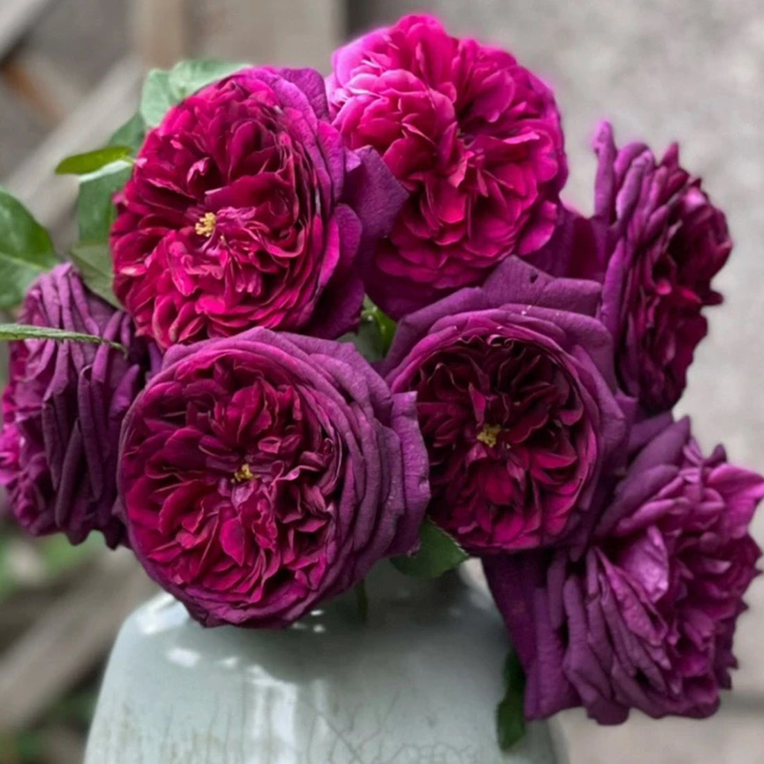 AUSvelvet English Garden Shrub Rose