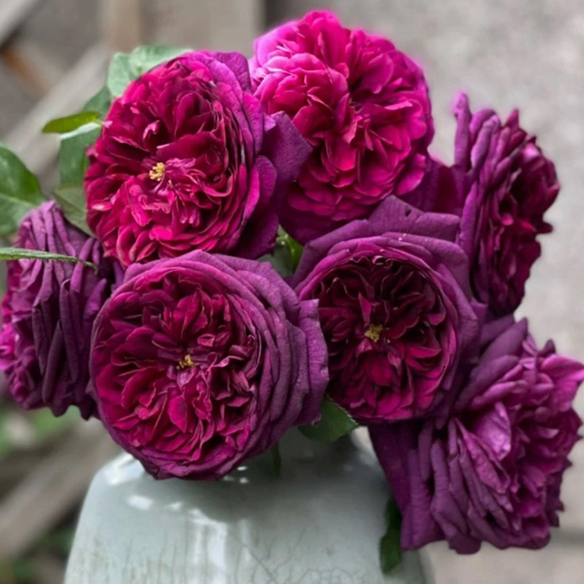 AUSvelvet English Garden Shrub Rose