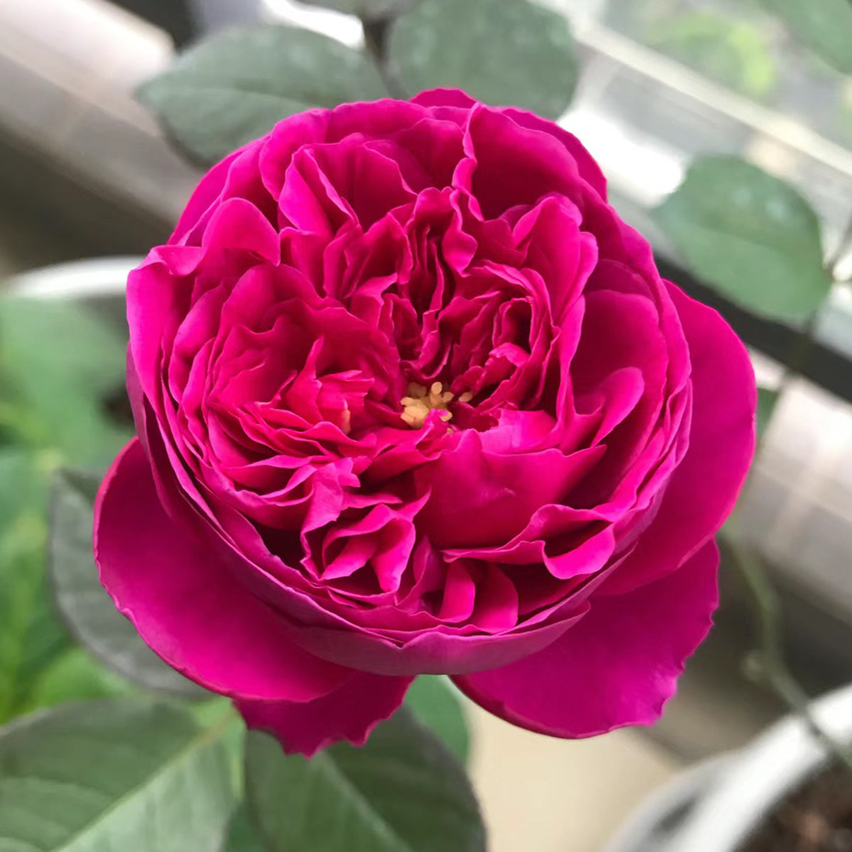 AUSvelvet English Garden Shrub Rose