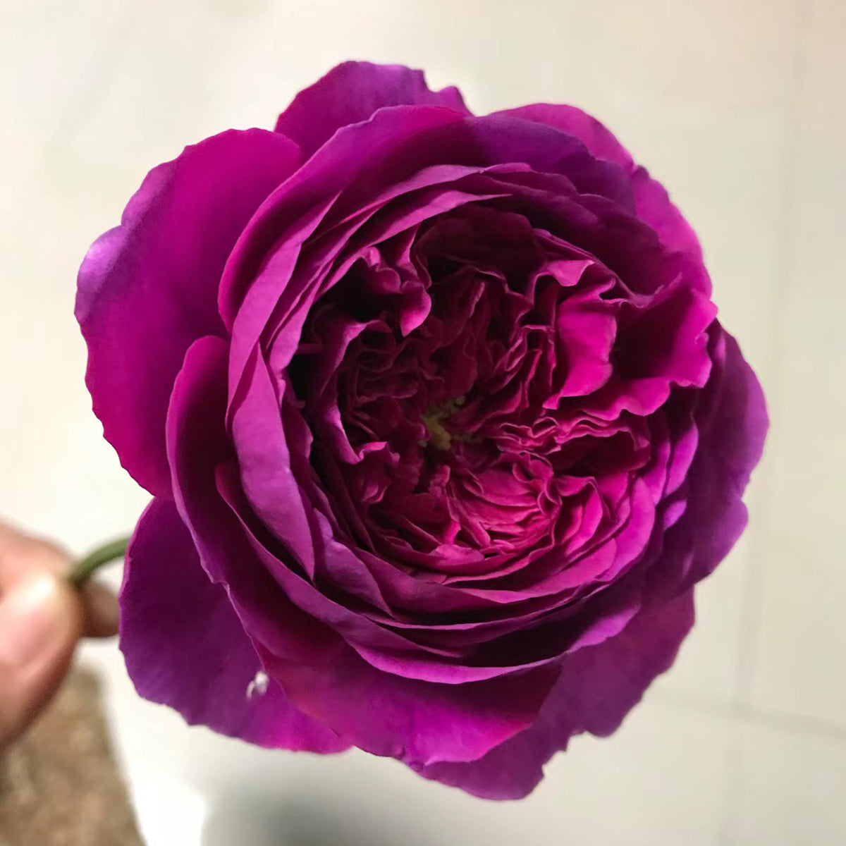 AUSvelvet English Garden Shrub Rose