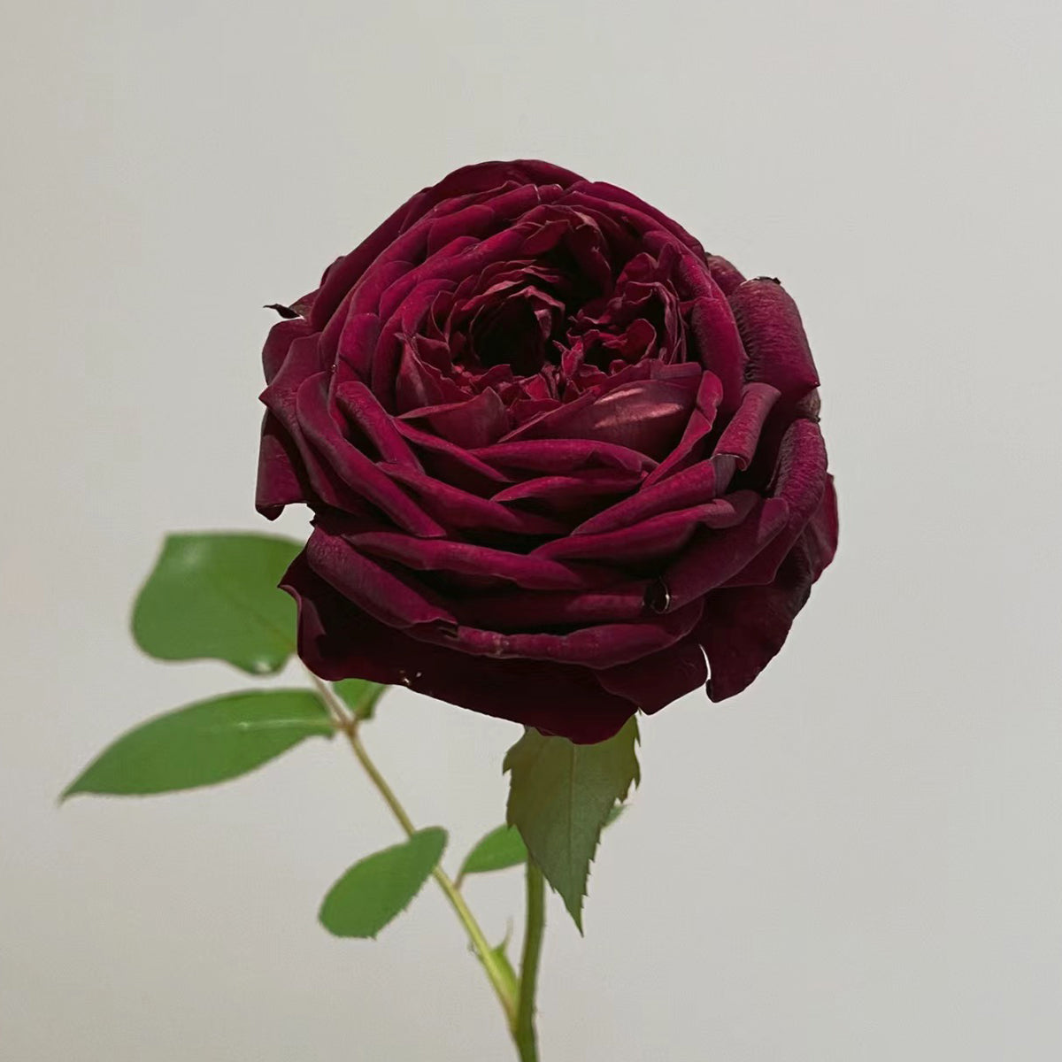 AUSvelvet English Garden Shrub Rose