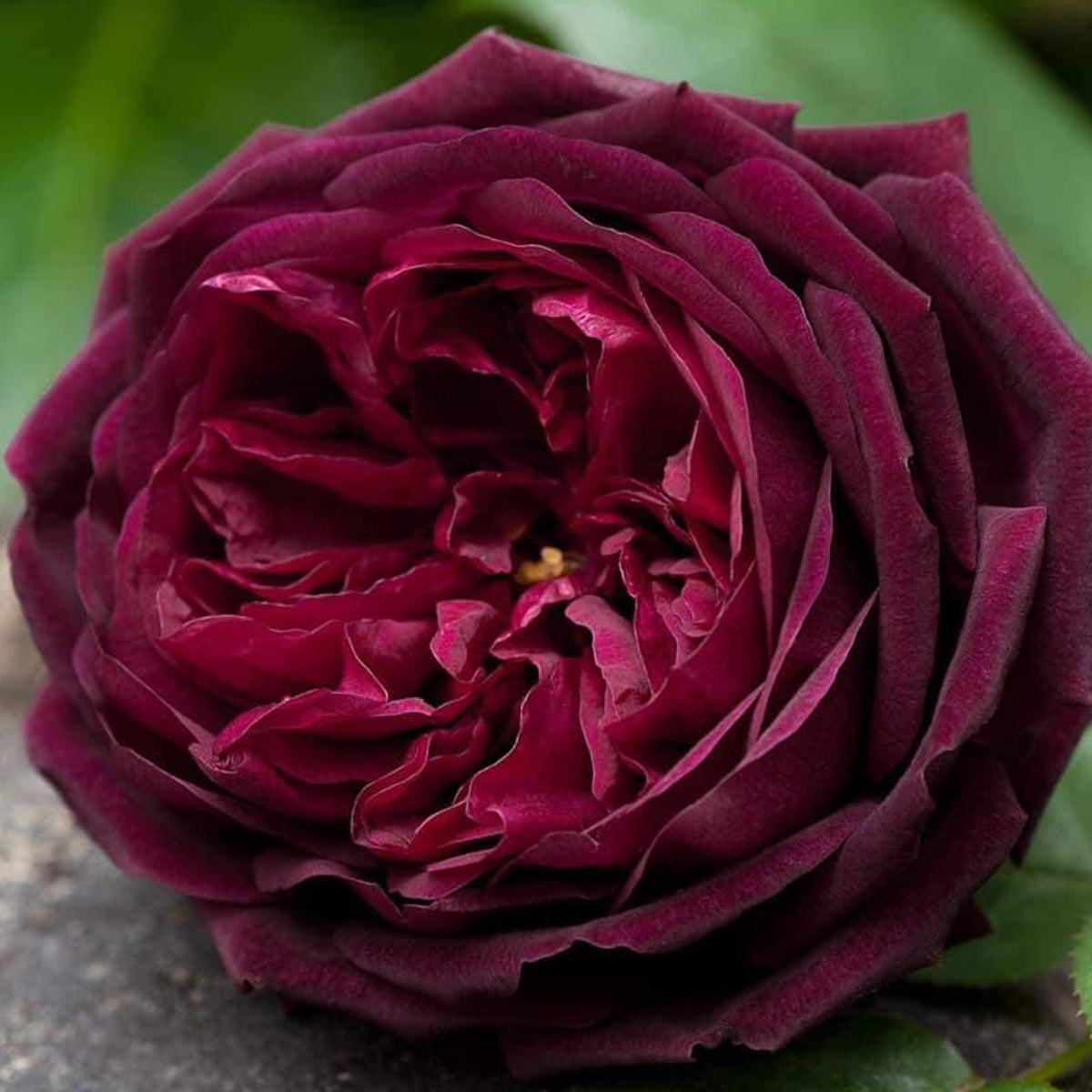 AUSvelvet English Garden Shrub Rose
