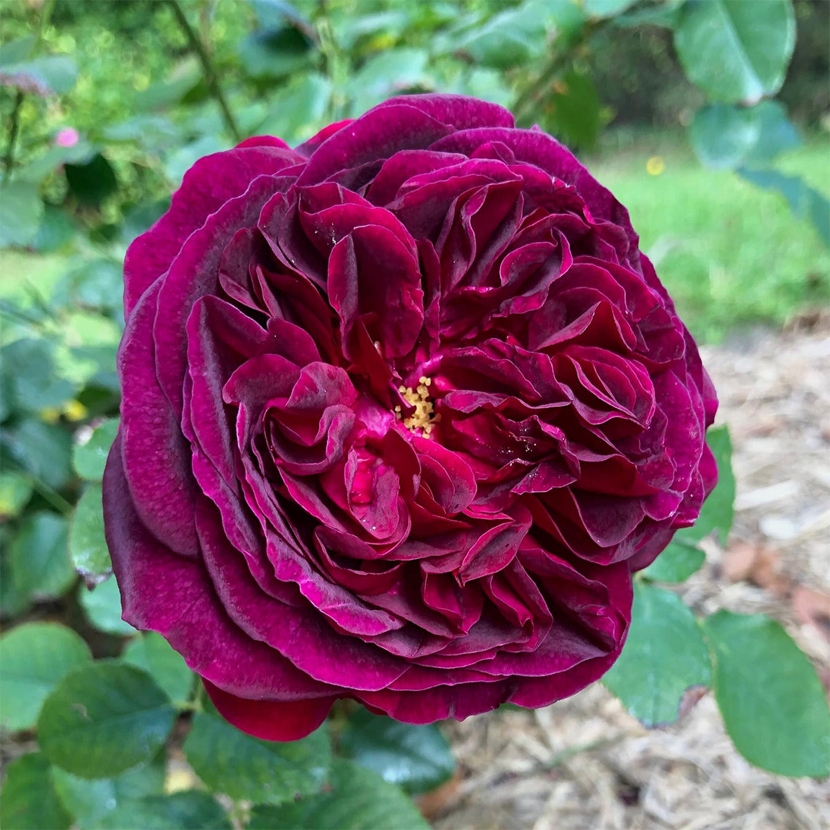 AUSvelvet English Garden Shrub Rose
