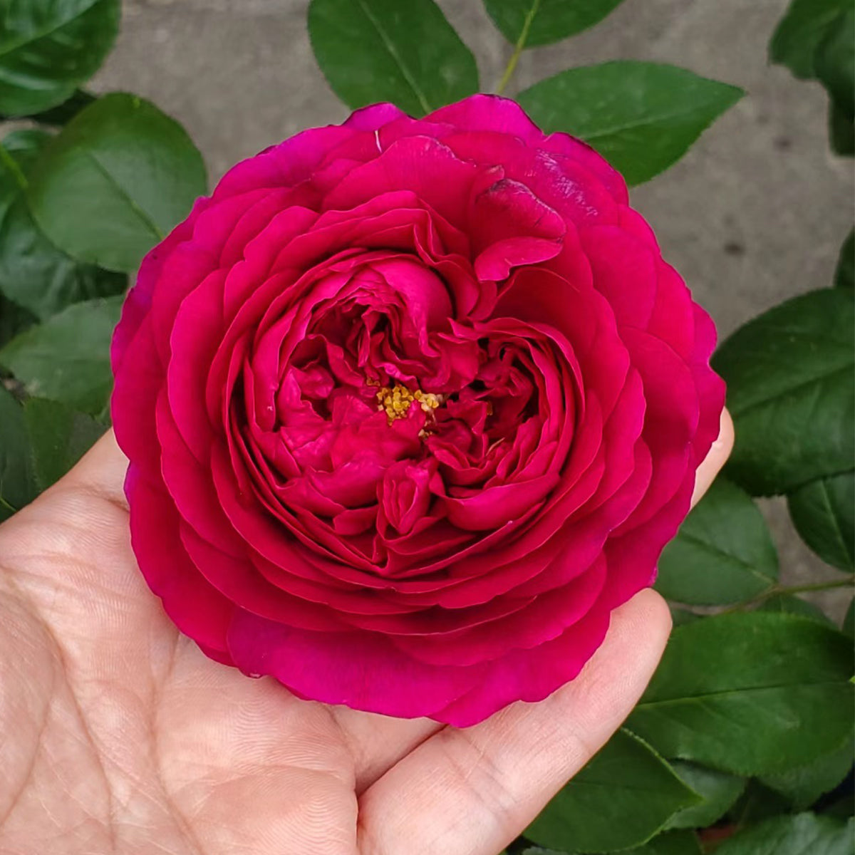 AUSvelvet English Garden Shrub Rose
