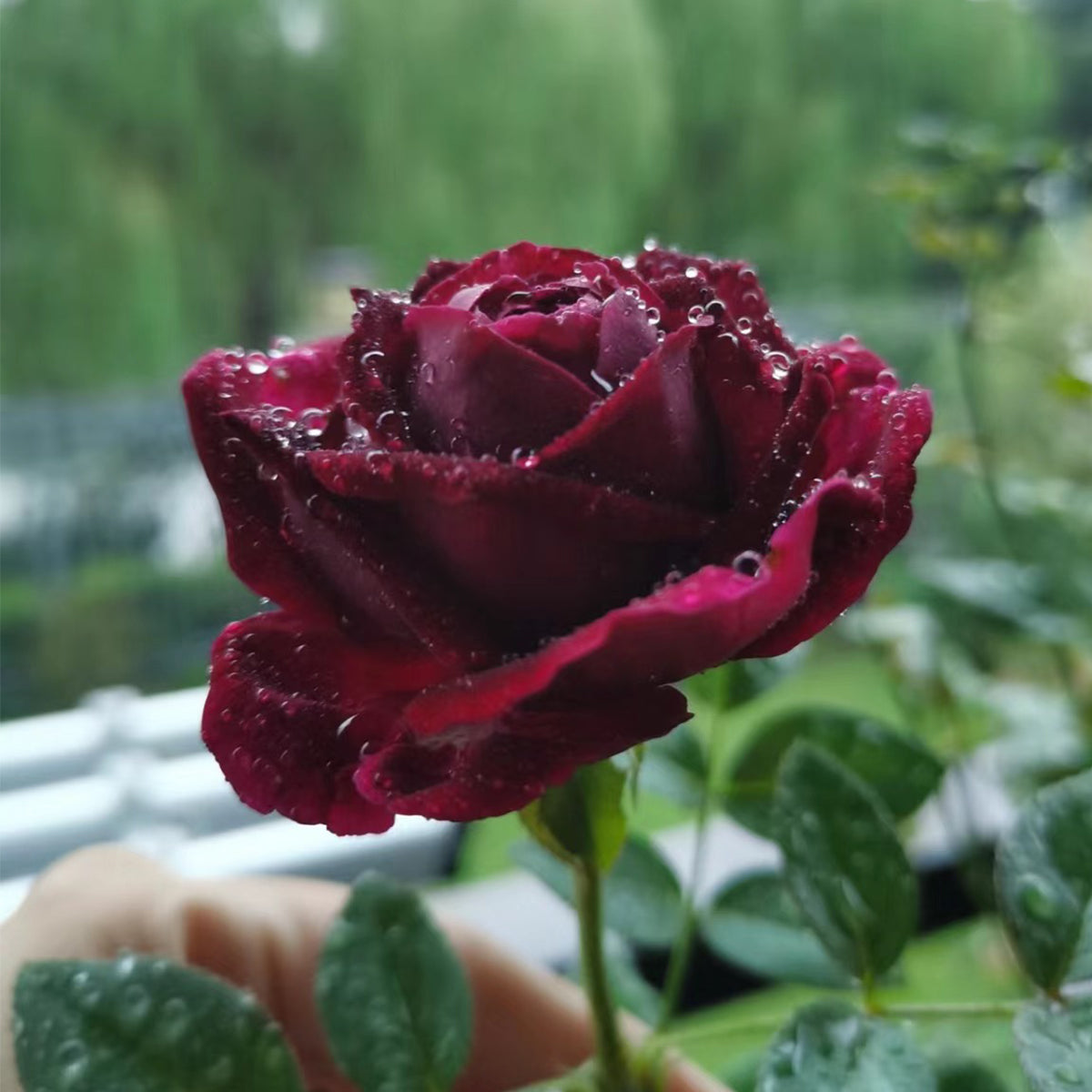 AUSvelvet English Garden Shrub Rose
