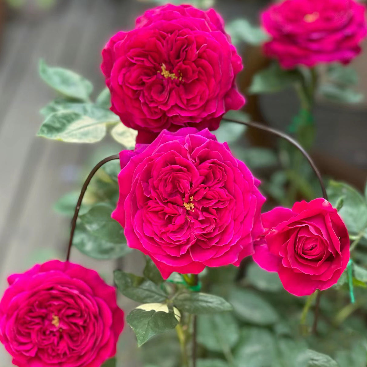 AUSvelvet English Garden Shrub Rose