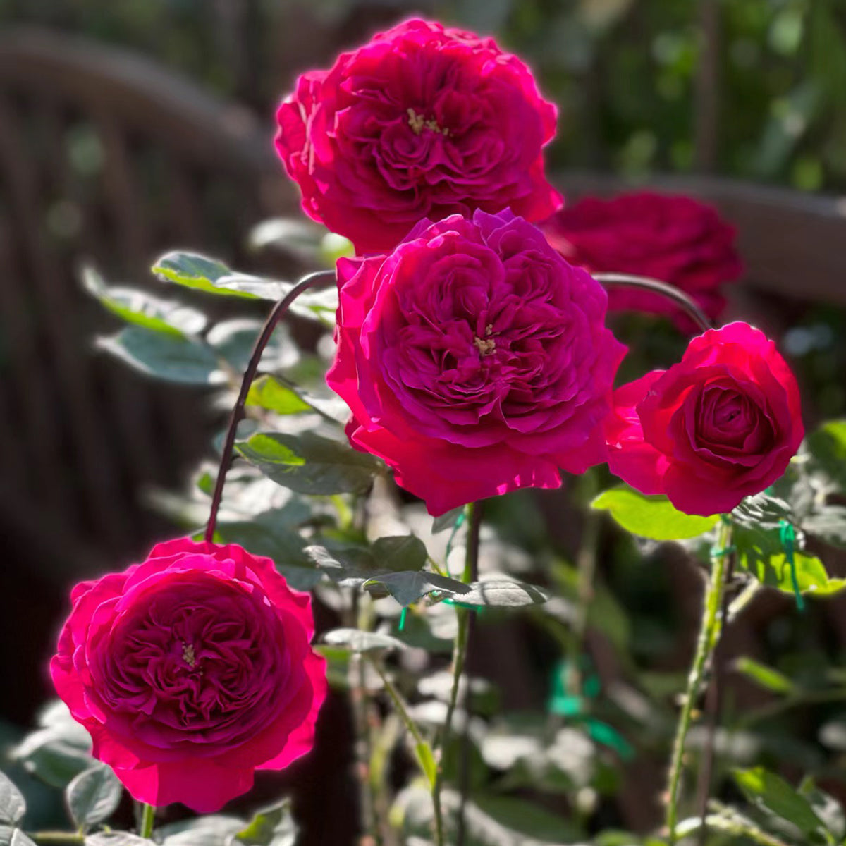 AUSvelvet English Garden Shrub Rose