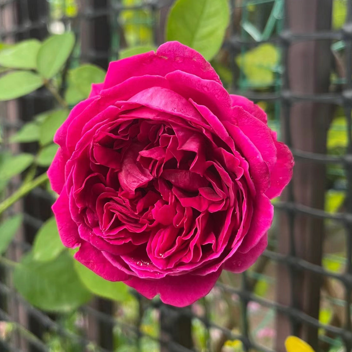 AUSvelvet English Garden Shrub Rose