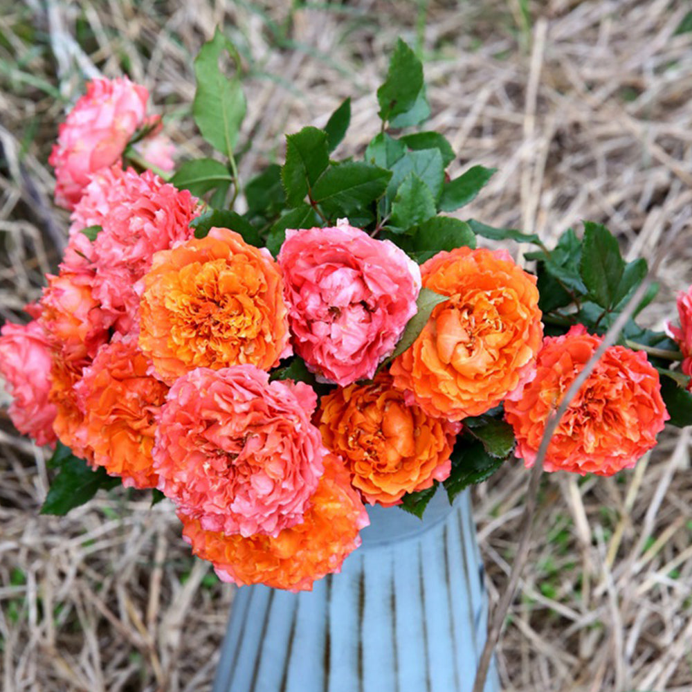 Ti Amo Japanese Florist Shrub Rose