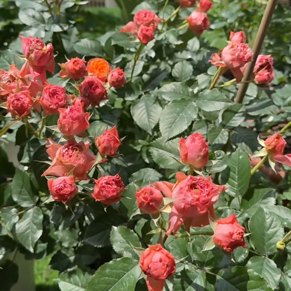 Ti Amo Japanese Florist Shrub Rose
