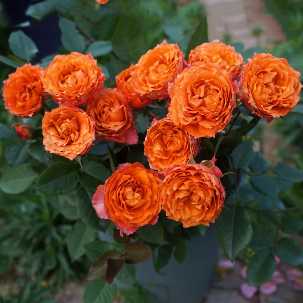 Ti Amo Japanese Florist Shrub Rose