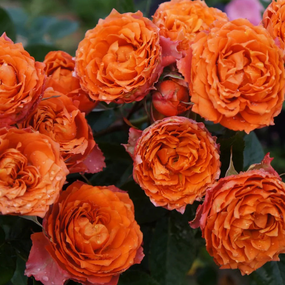 Ti Amo Japanese Florist Shrub Rose