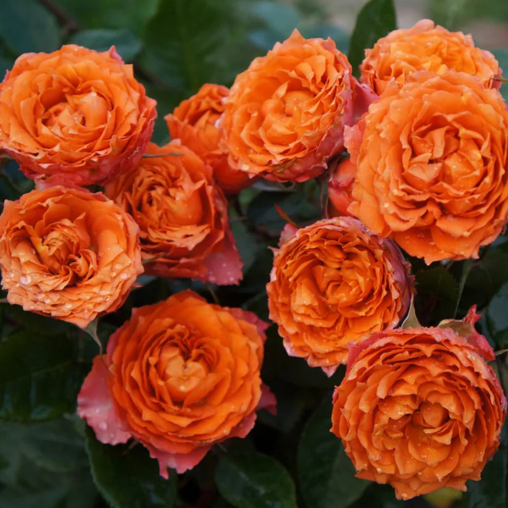 Ti Amo Japanese Florist Shrub Rose