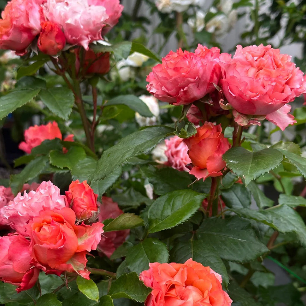 Ti Amo Japanese Florist Shrub Rose