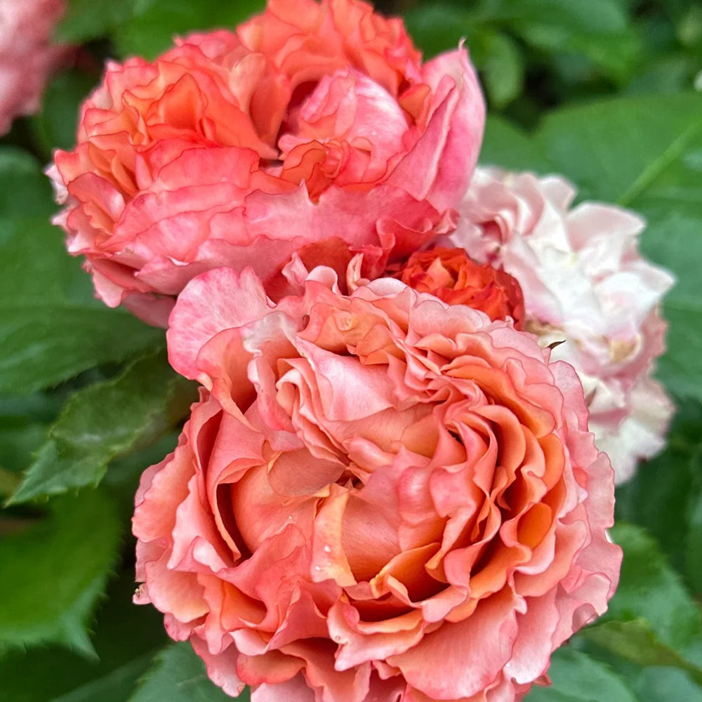 Ti Amo Japanese Florist Shrub Rose