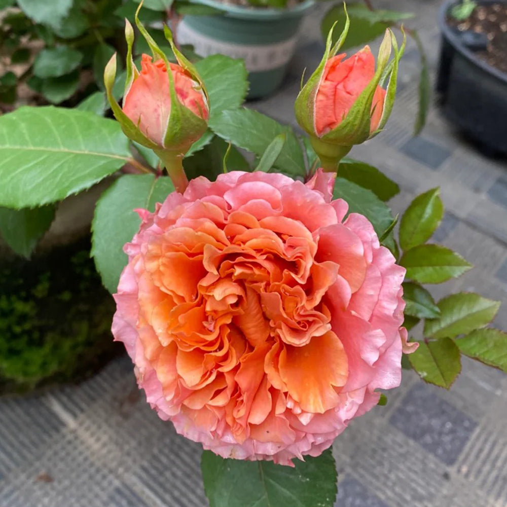 Ti Amo Japanese Florist Shrub Rose