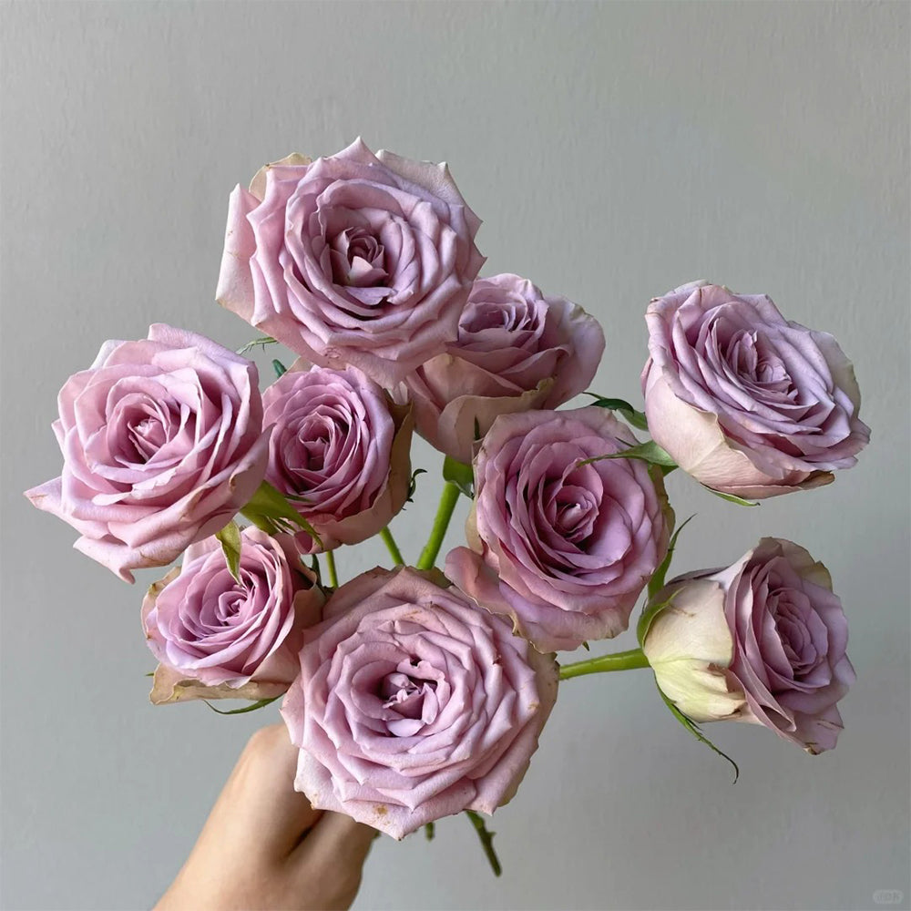 Dutch Florist Shrub Rose  Inspired by Tiara