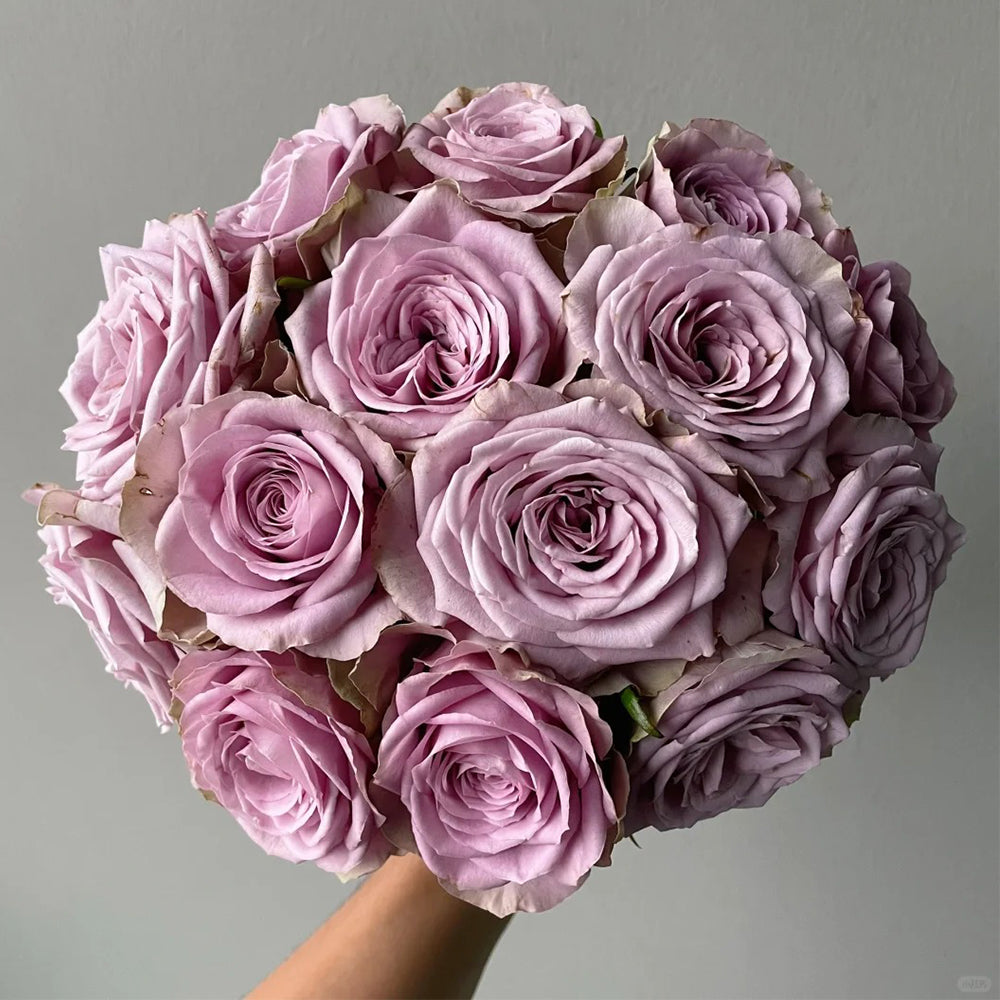 Dutch Florist Shrub Rose  Inspired by Tiara