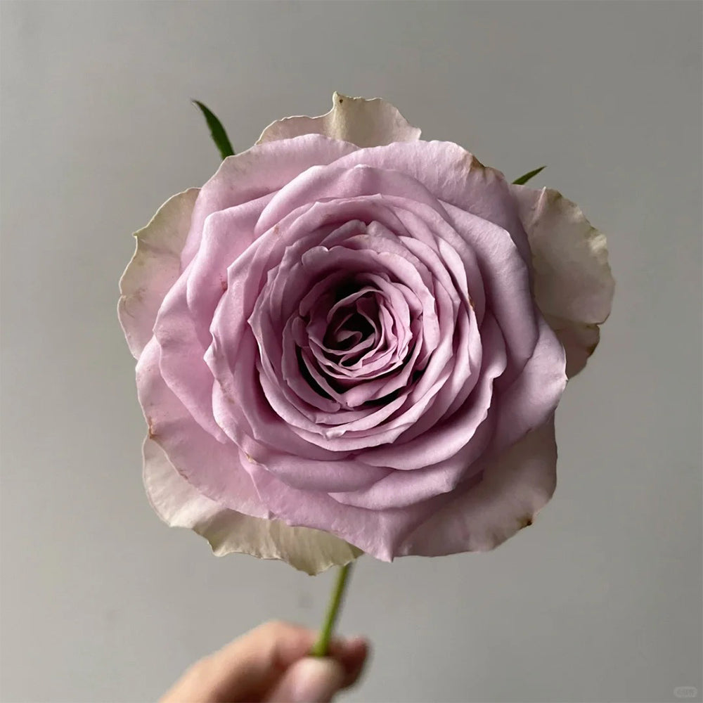 Dutch Florist Shrub Rose  Inspired by Tiara
