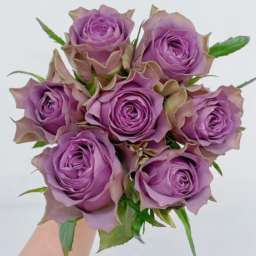 Dutch Florist Shrub Rose  Inspired by Tiara