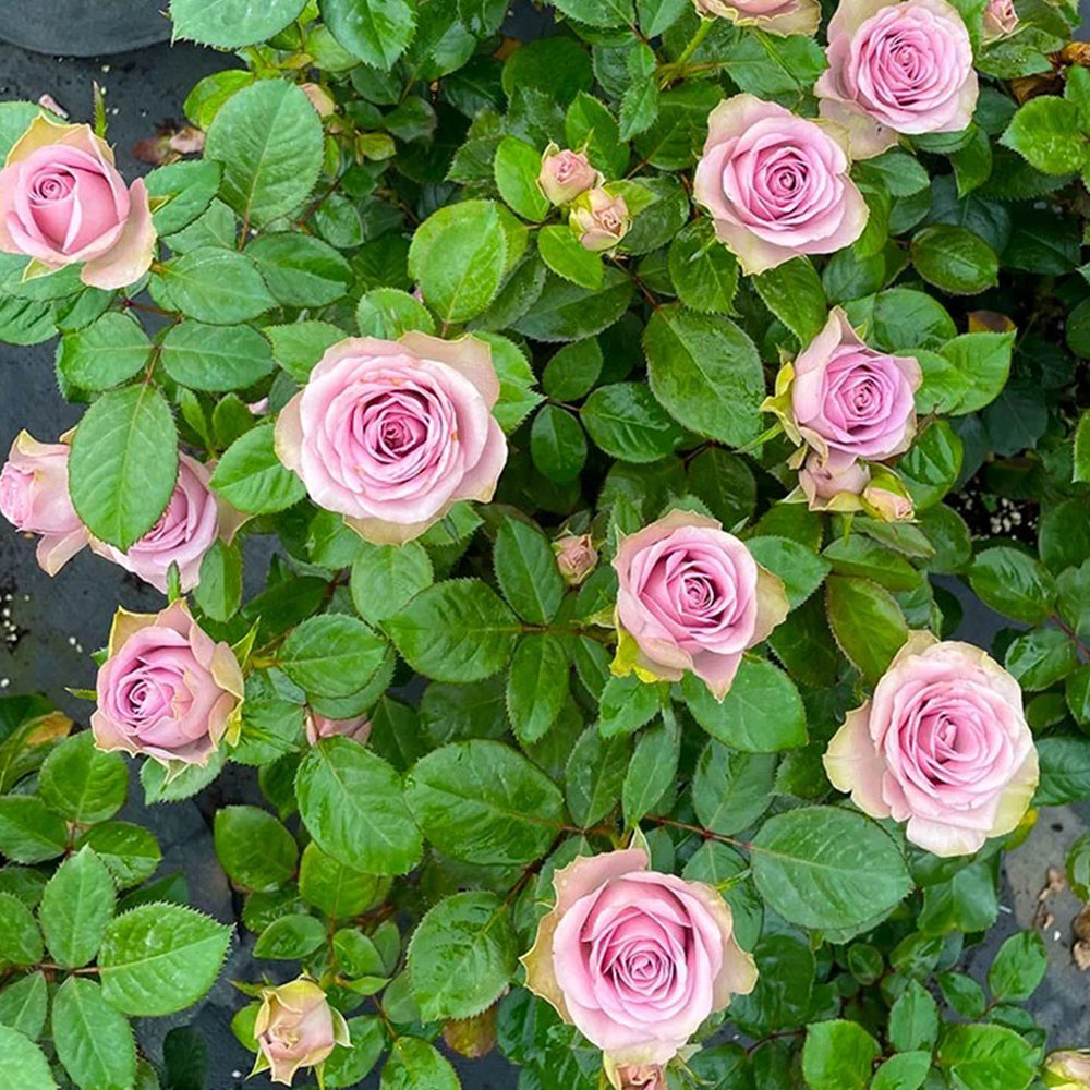 Dutch Florist Shrub Rose  Inspired by Tiara