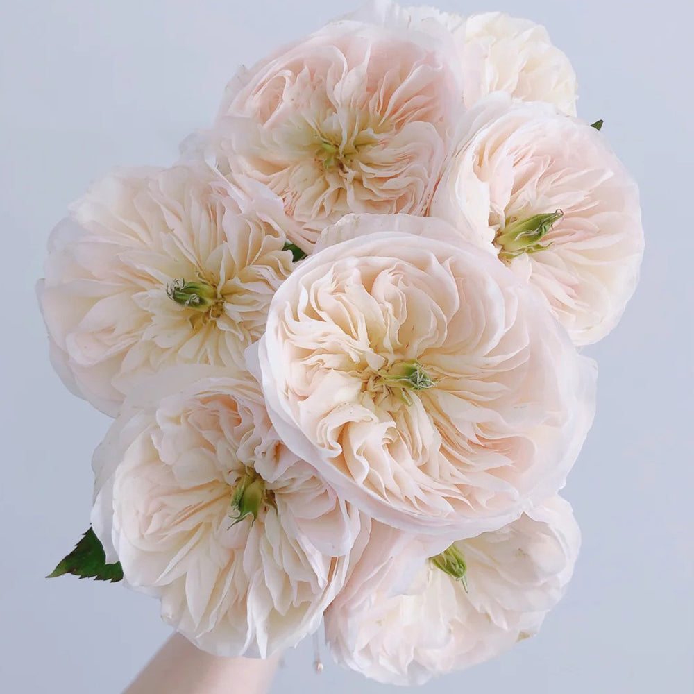 Tinkerbell Dutch Florist Shrub Rose