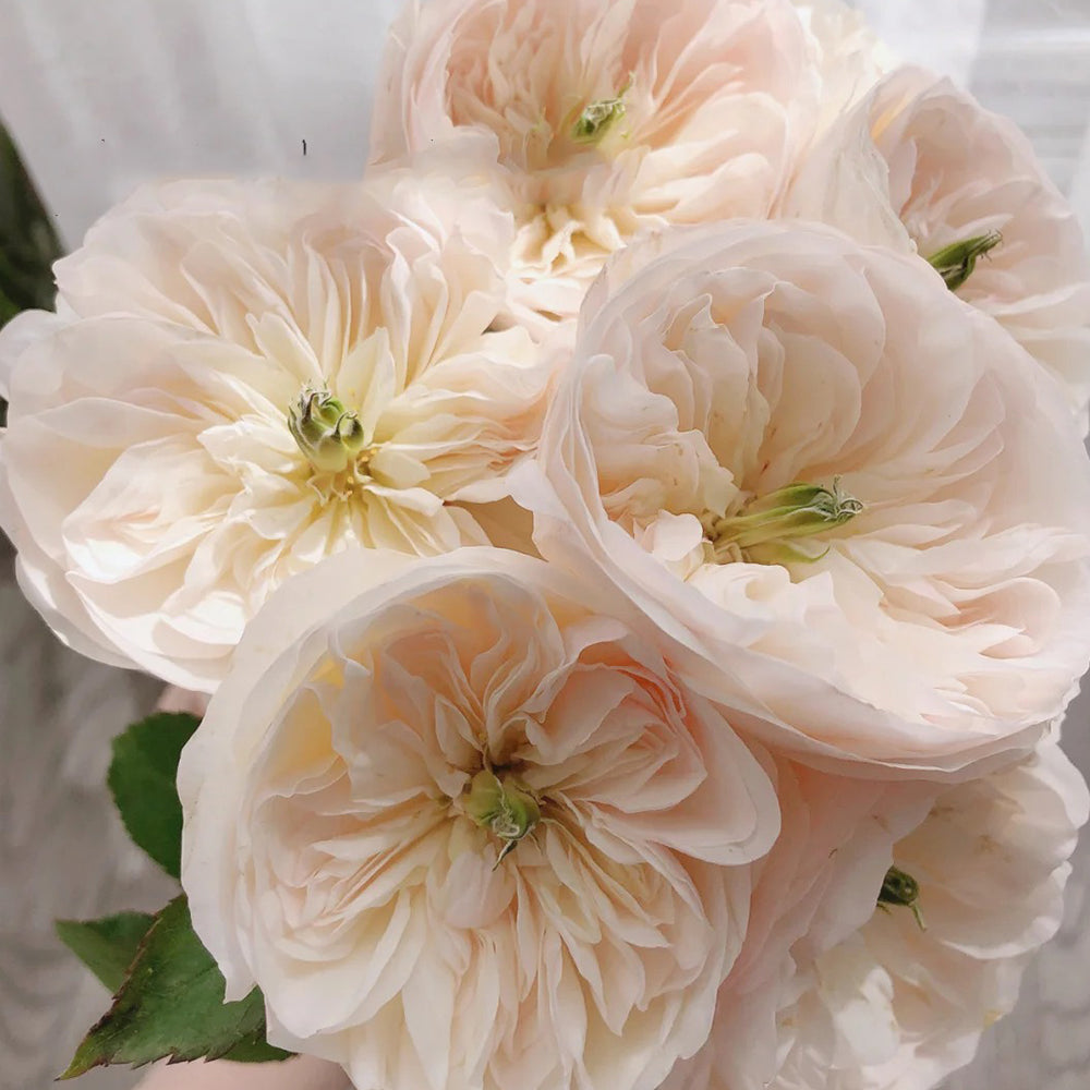 Tinkerbell Dutch Florist Shrub Rose