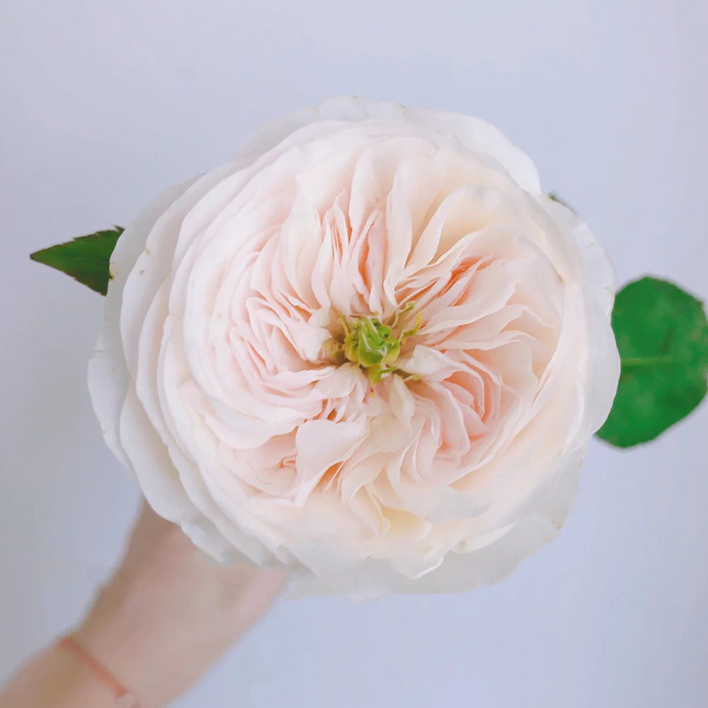 Tinkerbell Dutch Florist Shrub Rose