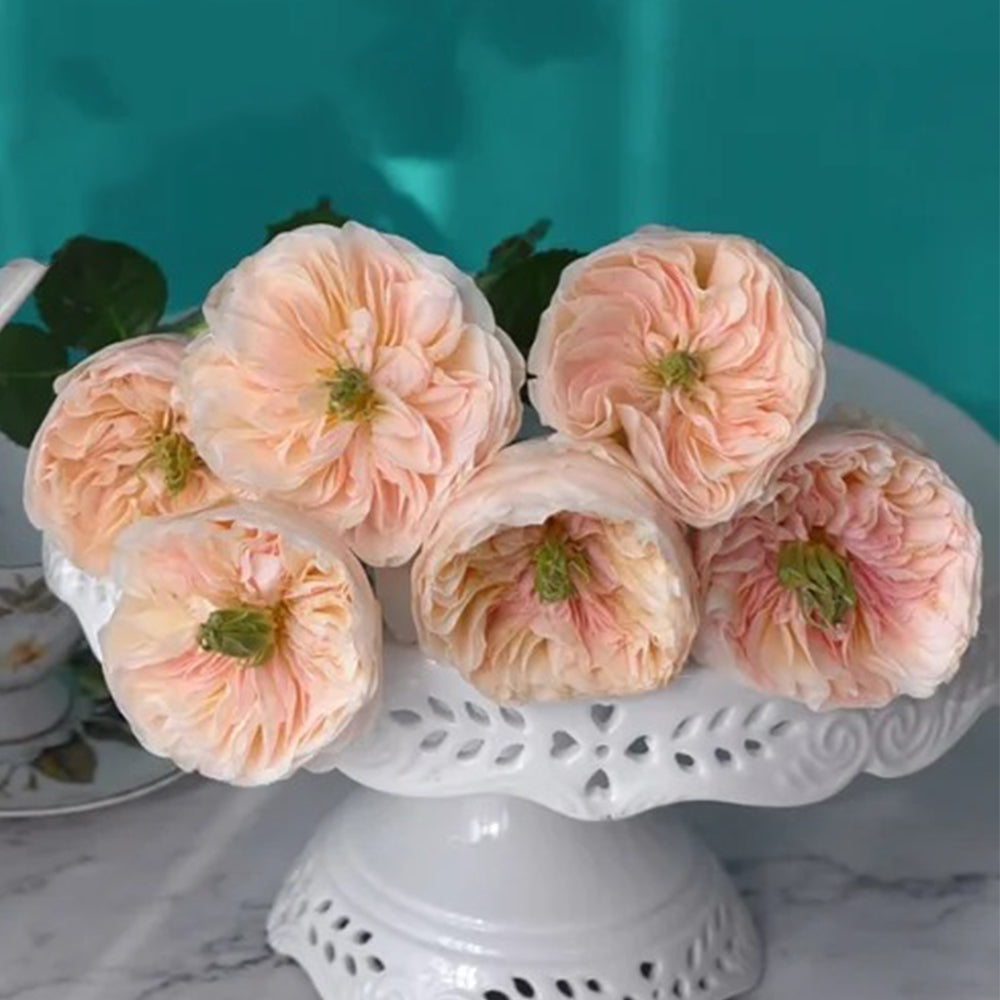 Tinkerbell Dutch Florist Shrub Rose