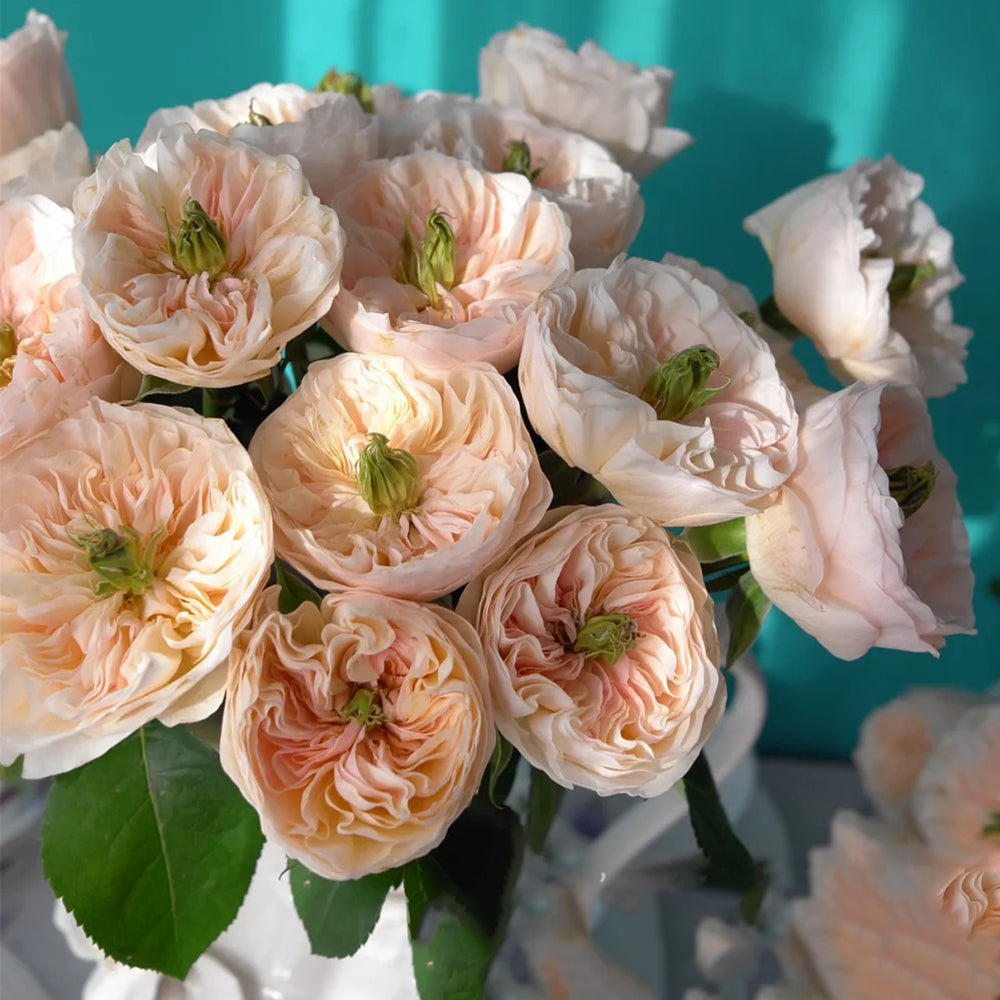 Tinkerbell Dutch Florist Shrub Rose
