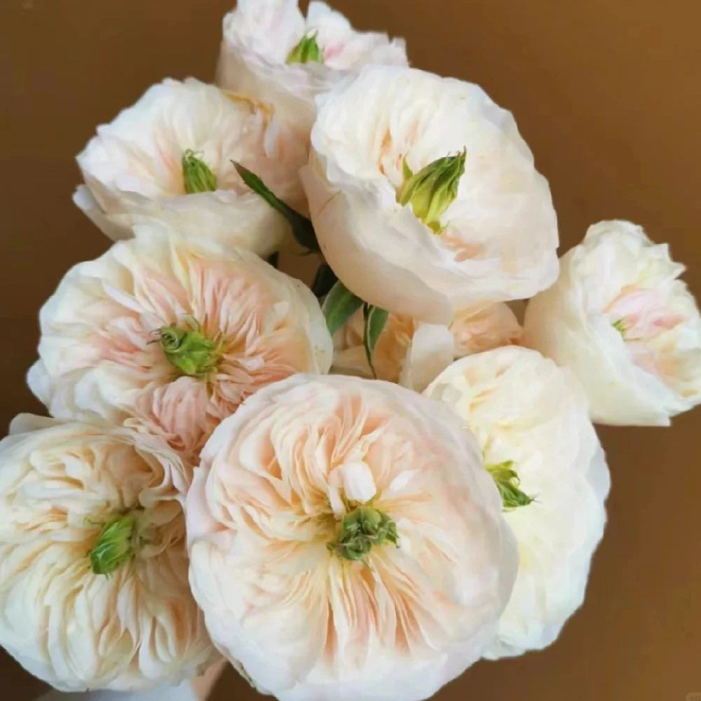 Tinkerbell Dutch Florist Shrub Rose