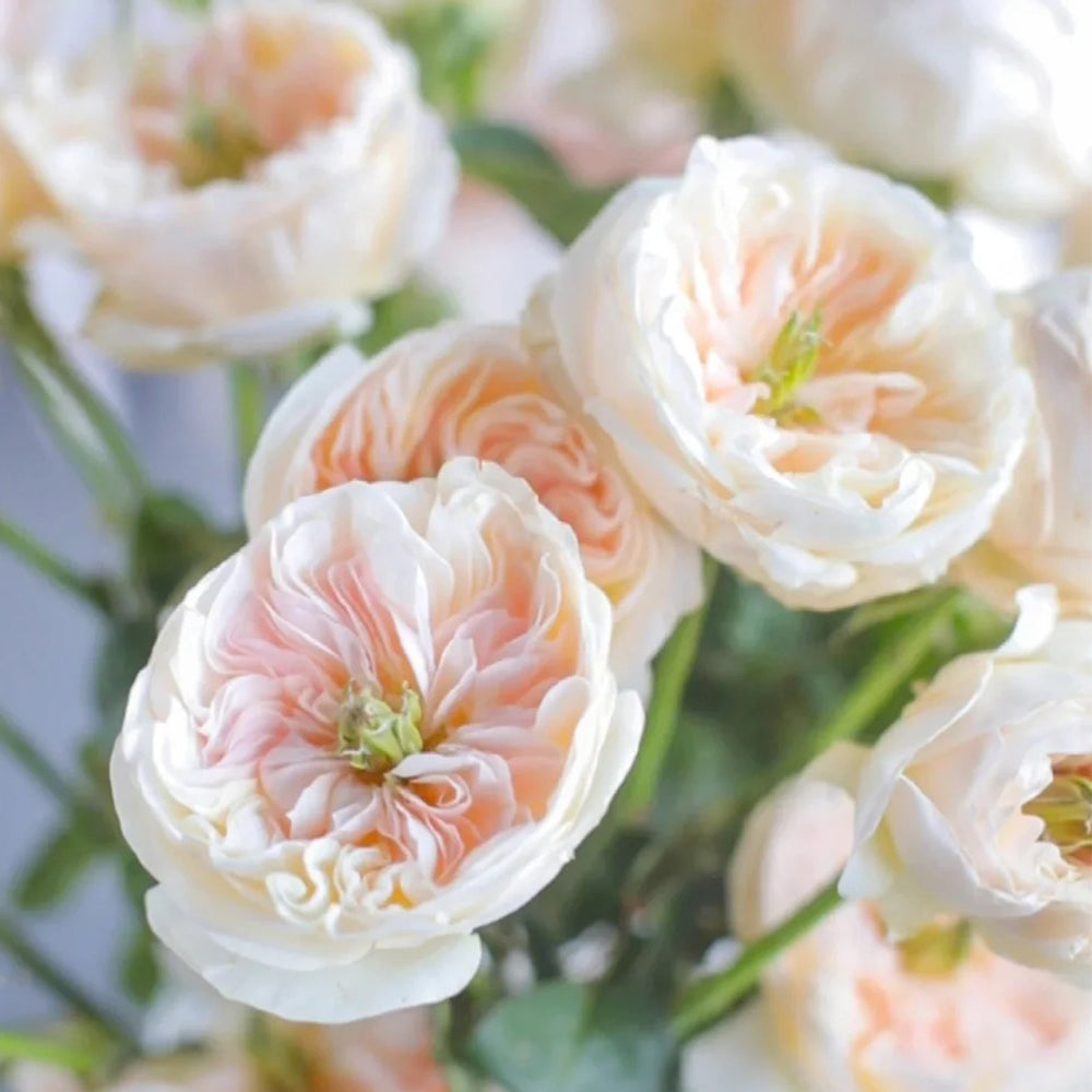 Tinkerbell Dutch Florist Shrub Rose