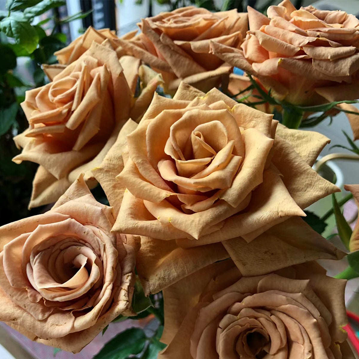Toffee Ecuador Florist Shrub Rose