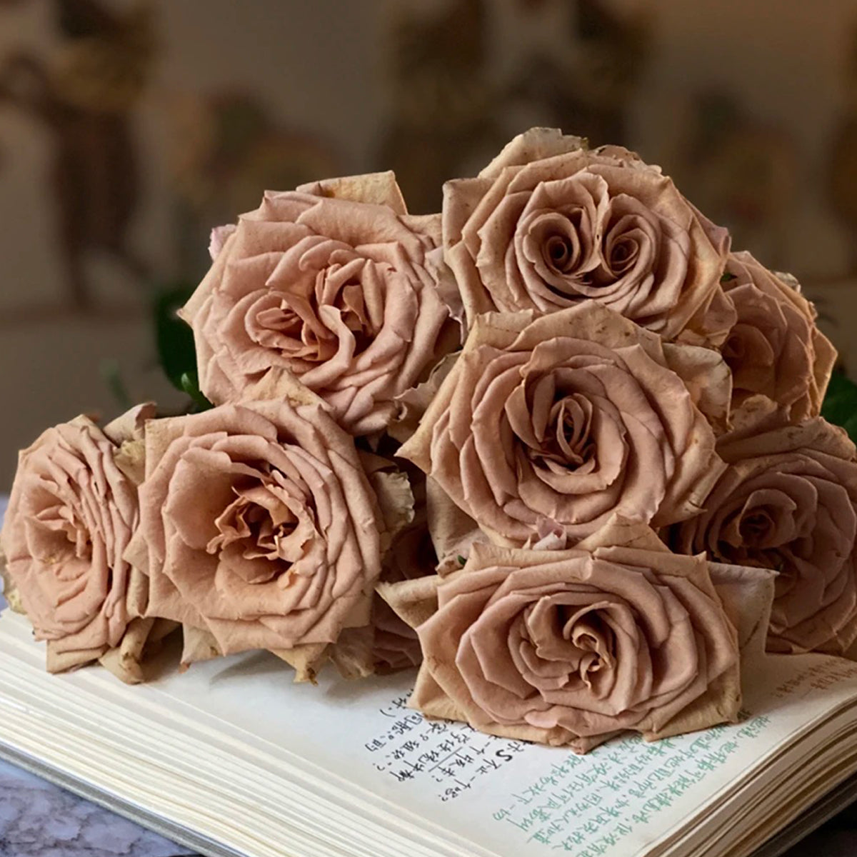 Toffee Ecuador Florist Shrub Rose