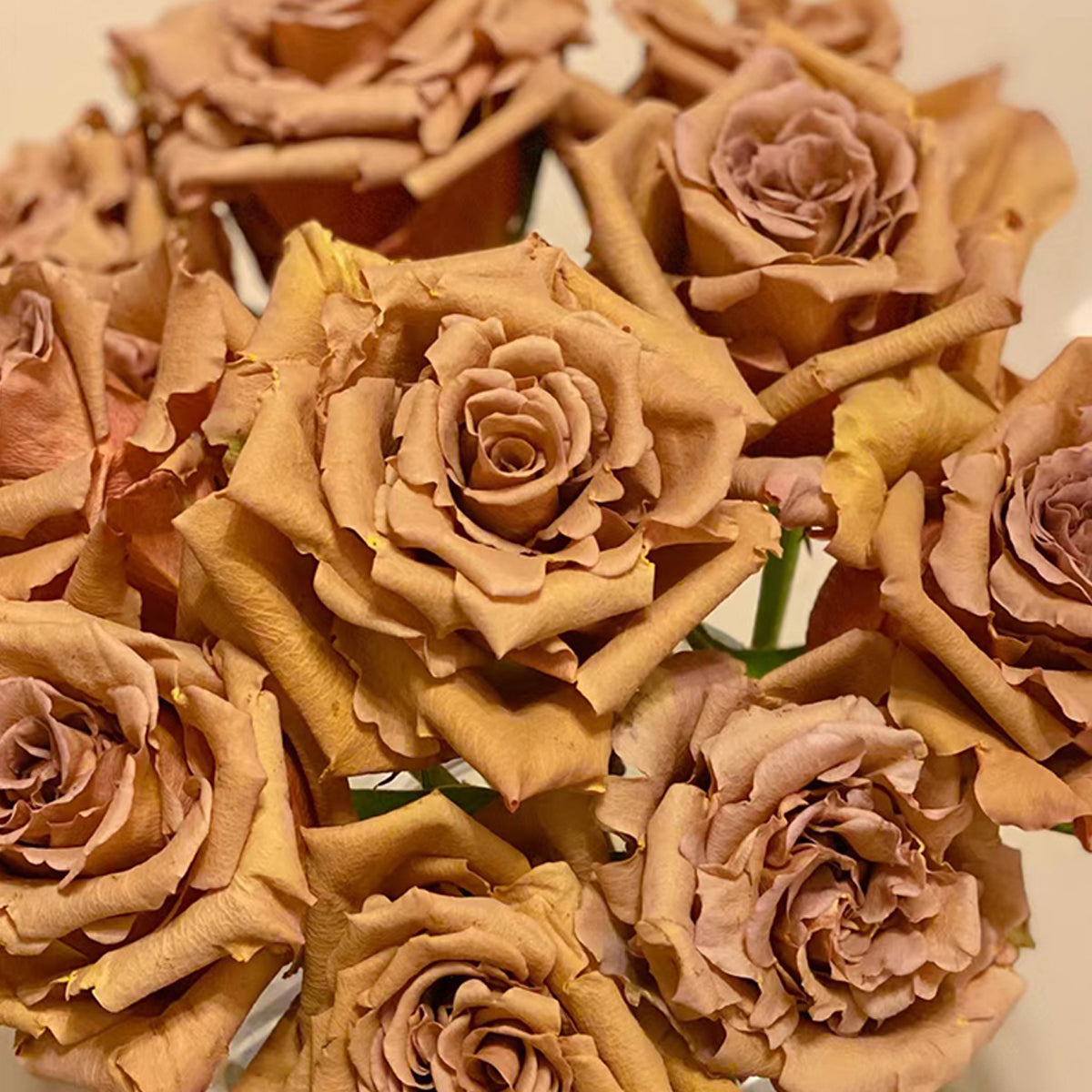Toffee Ecuador Florist Shrub Rose