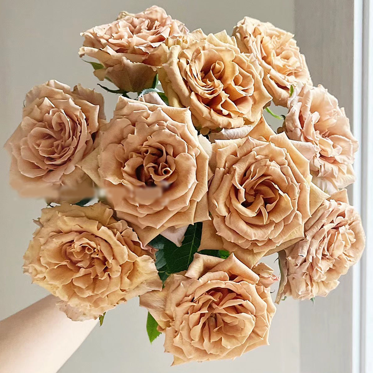Toffee Ecuador Florist Shrub Rose