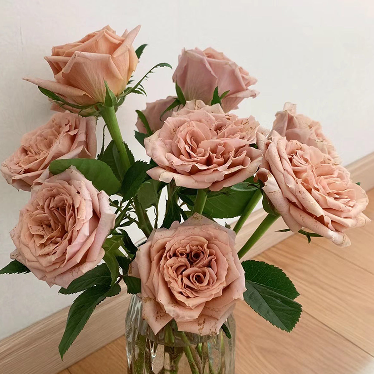Toffee Ecuador Florist Shrub Rose