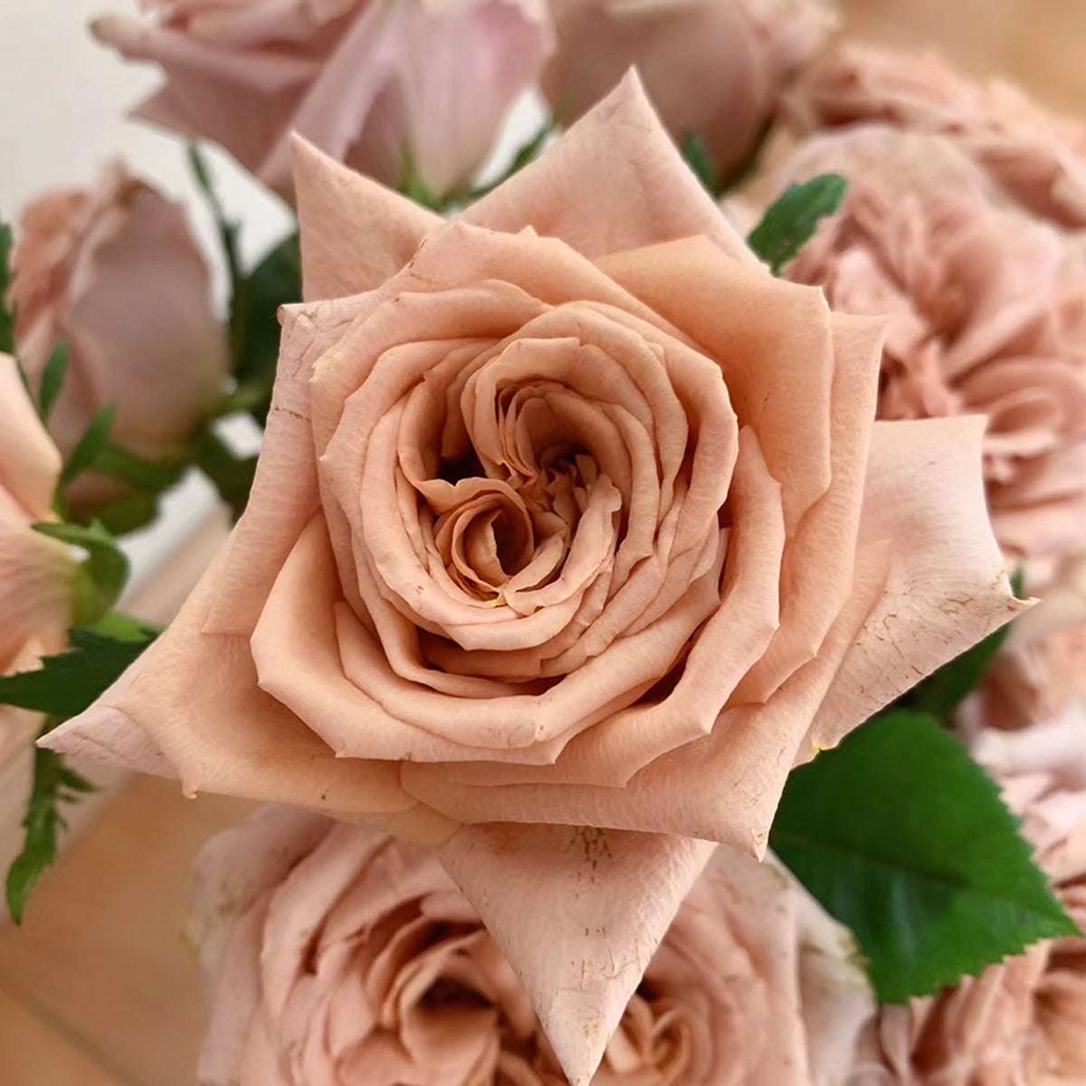 Toffee Ecuador Florist Shrub Rose