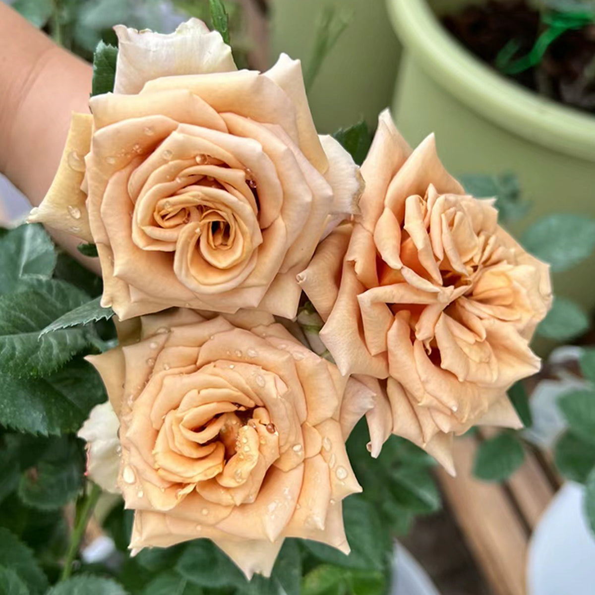 Toffee Ecuador Florist Shrub Rose