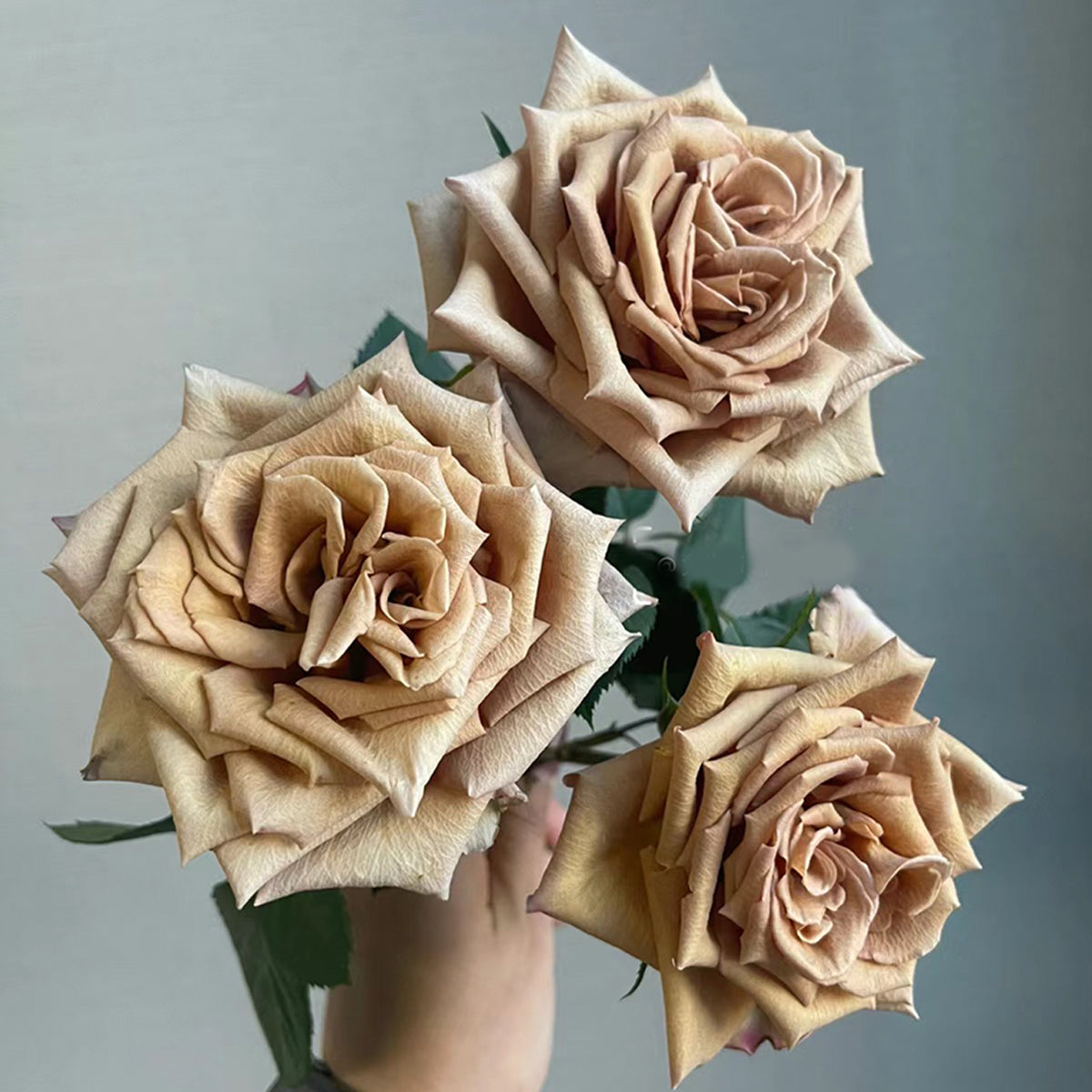 Toffee Ecuador Florist Shrub Rose