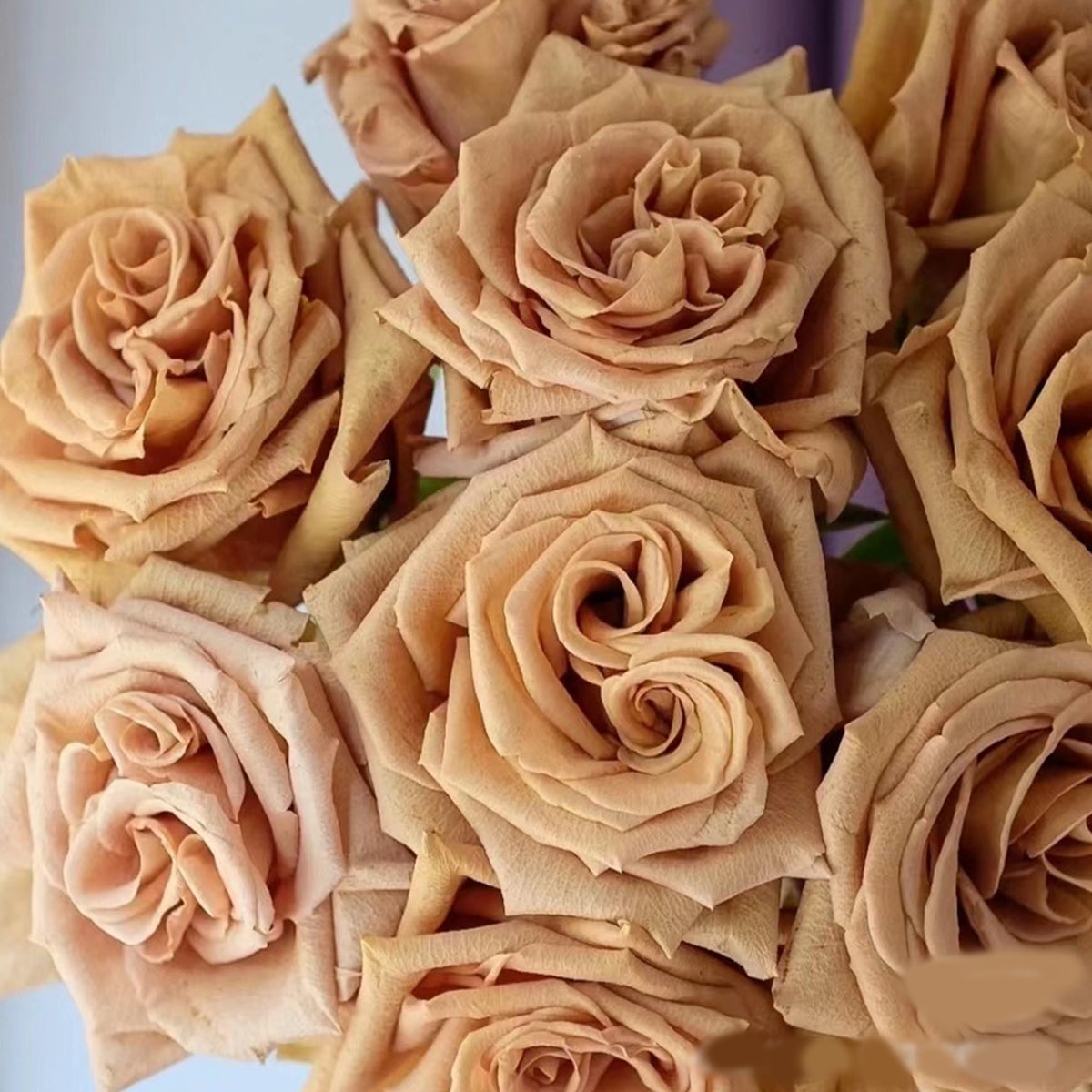 Toffee Ecuador Florist Shrub Rose