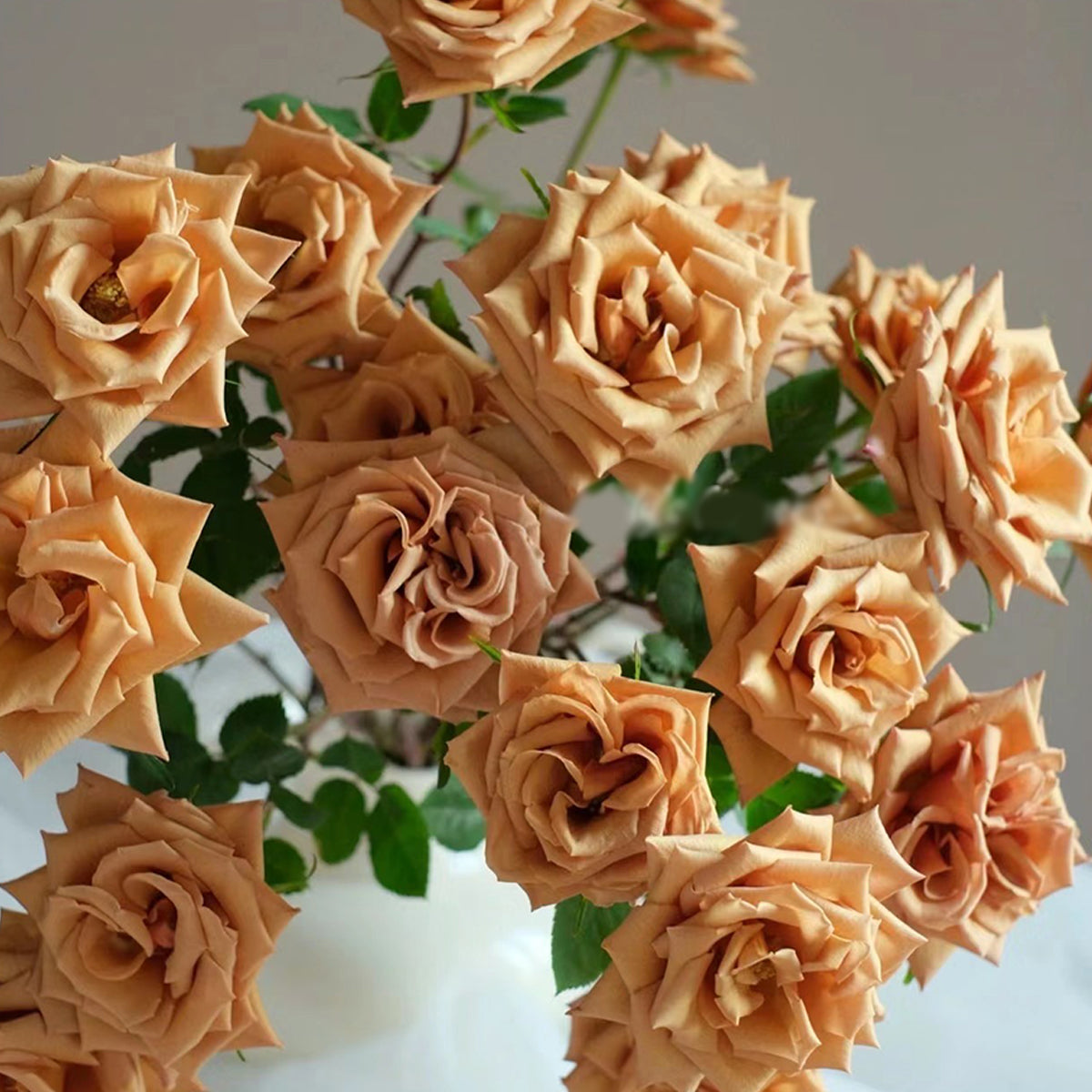 Toffee Ecuador Florist Shrub Rose